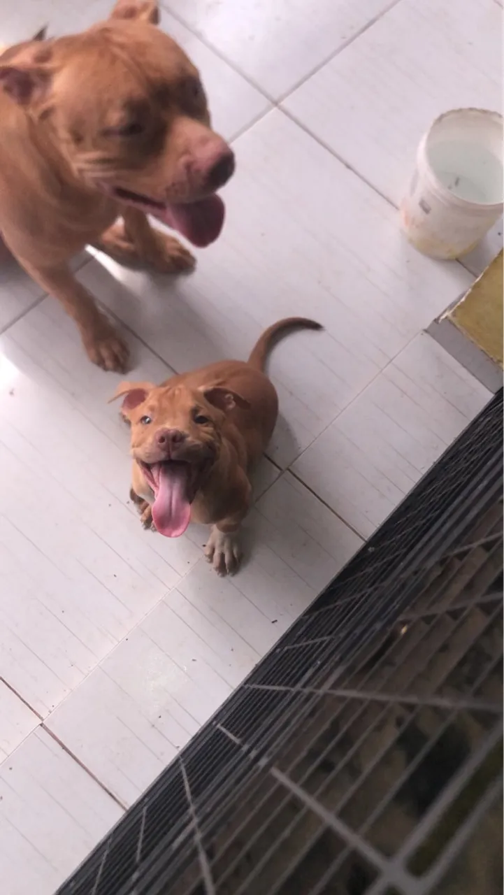 Filhote de Pitbull Alegre e Brincalhão