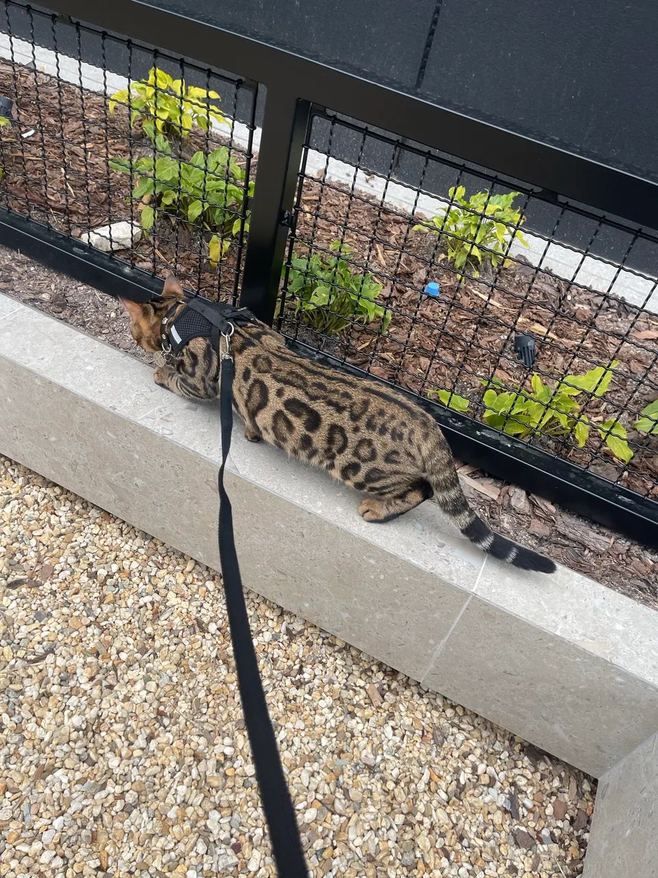 Procuro uma namorada 