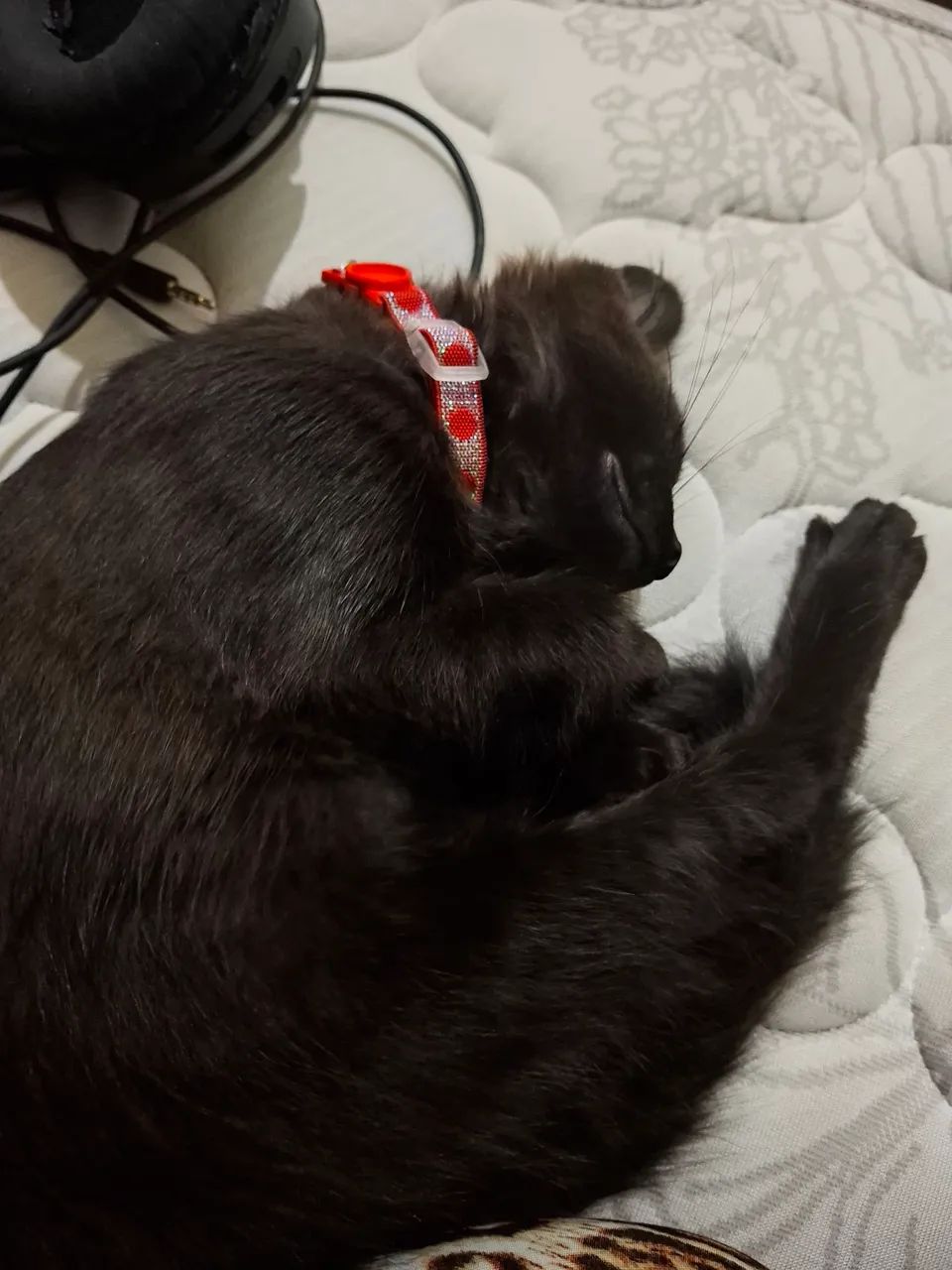 Doação de gata de 3 meses  - Foto 2