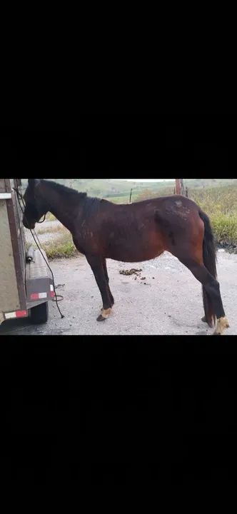 Égua preta mangalarga mineira  - Foto 5