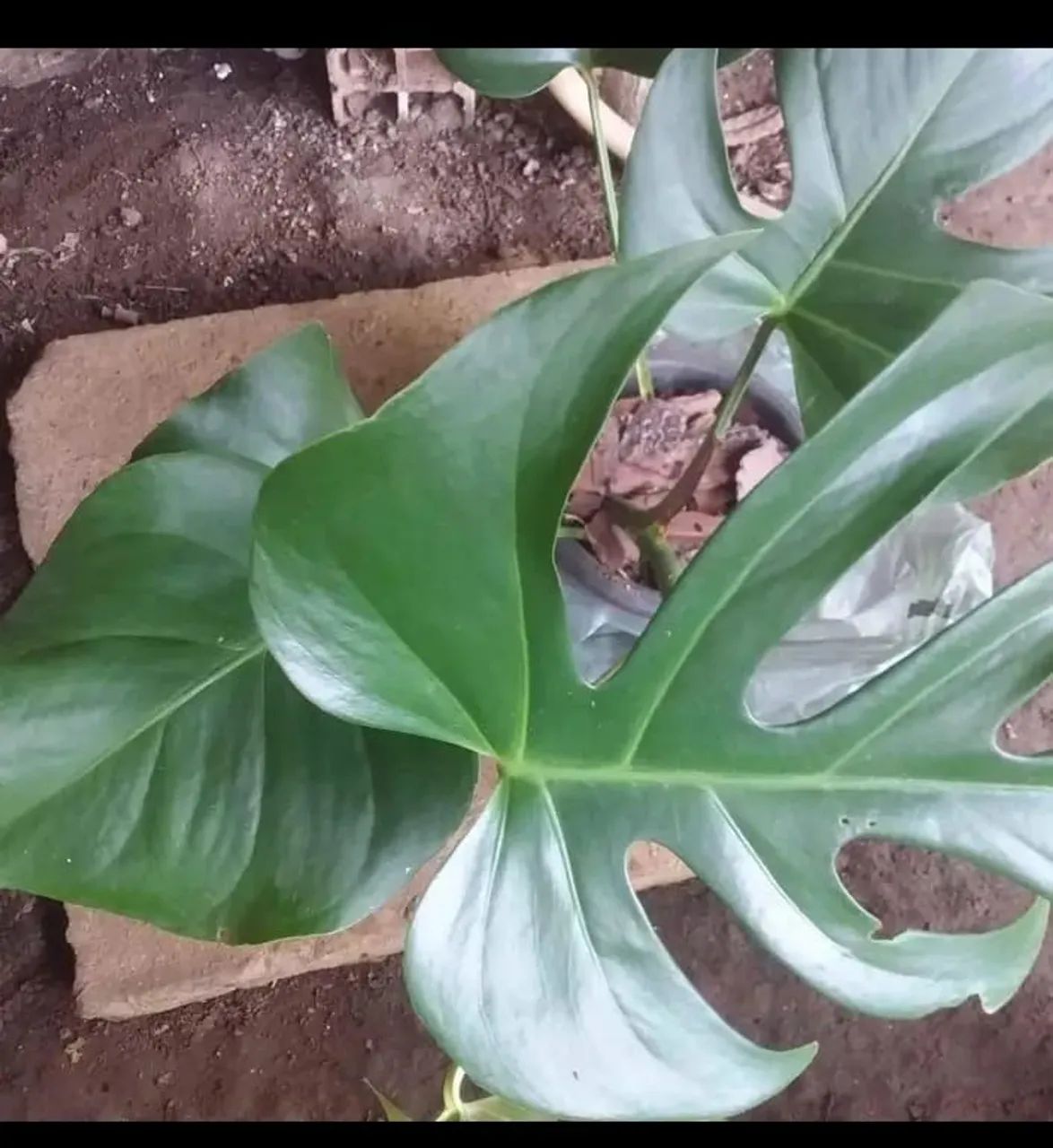 Planta Monstera Deliciosa costela de Adão