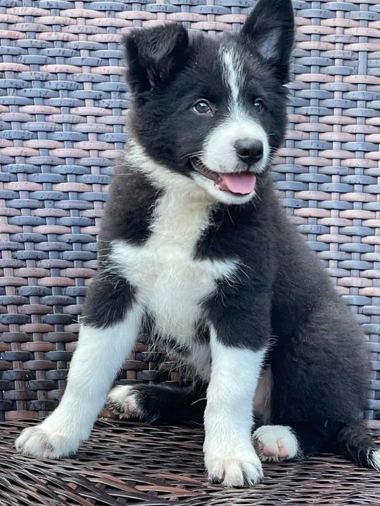 Filhote Border Collie - Lindíssimo! - Foto 2