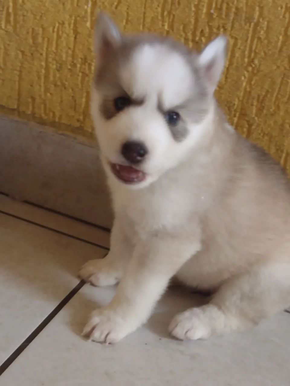 Filhotes de Husky Siberiano - Foto 2