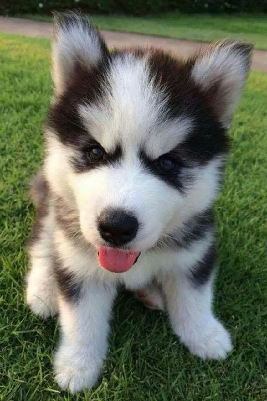 Husky Siberiano Filhote Olhos Claros