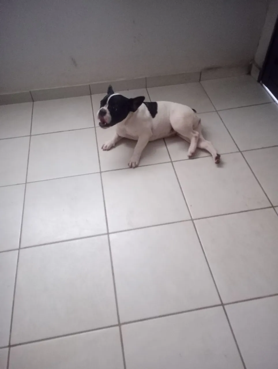 Filhote de Bulldog Francês
