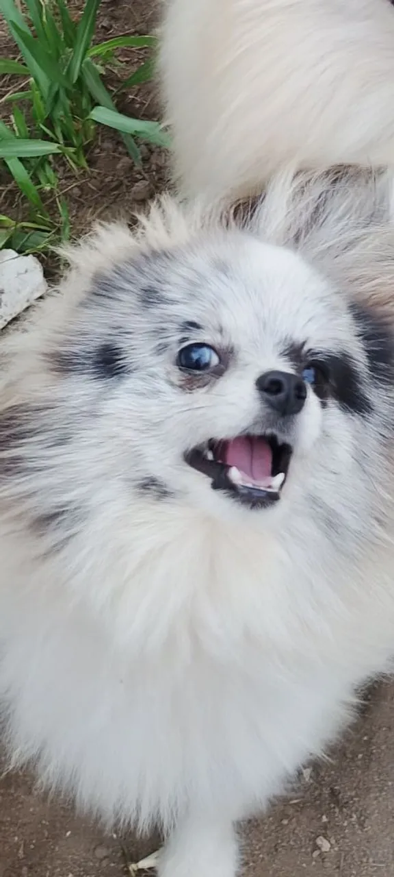 Lulu da Pomerania merle jovem pedigree