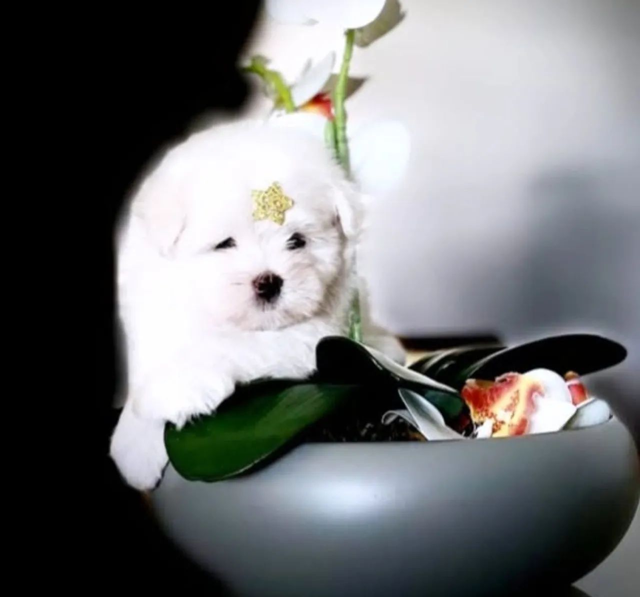 Maltês Terrier Micro Legítimos é Aqui - Foto 5