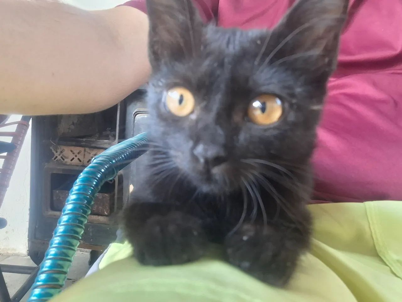 Gatinho Preto  - Foto 4