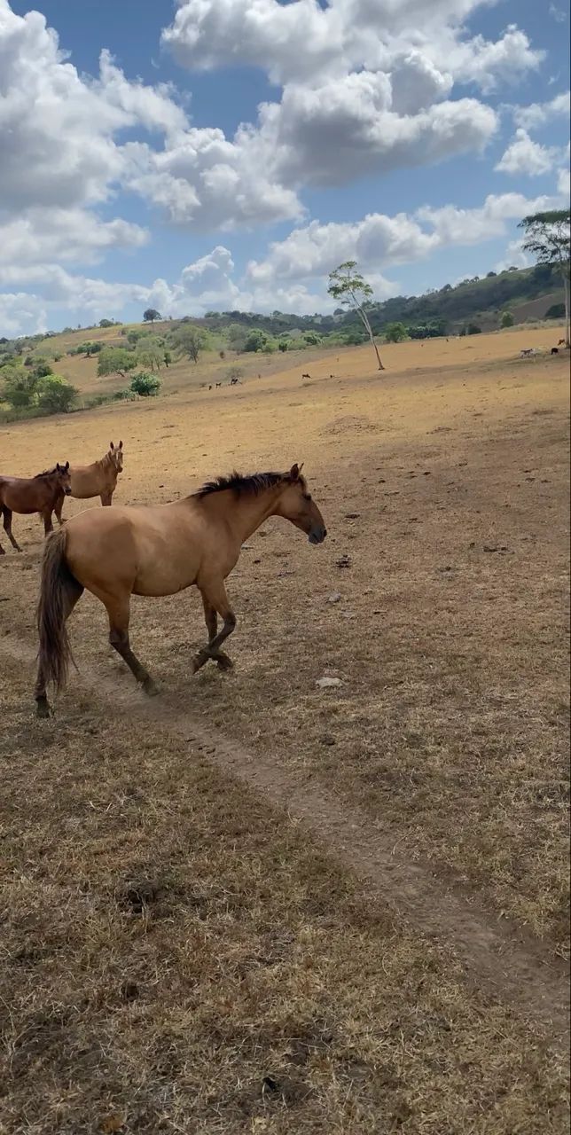 Égua mangolina  - Foto 2