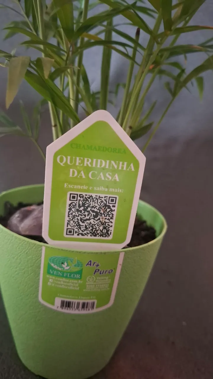 Entrego Planta Chamadorea Queridinha da Casa - Ven Flor