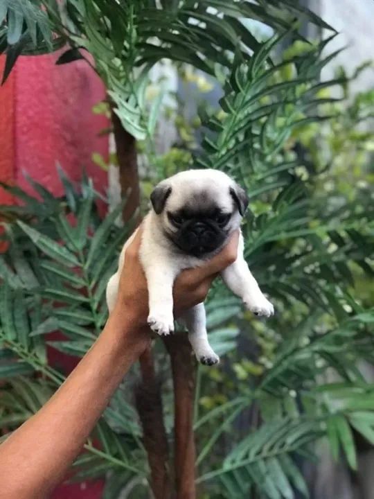 Pug trabalhamos com mais de 20 raças. - Foto 3