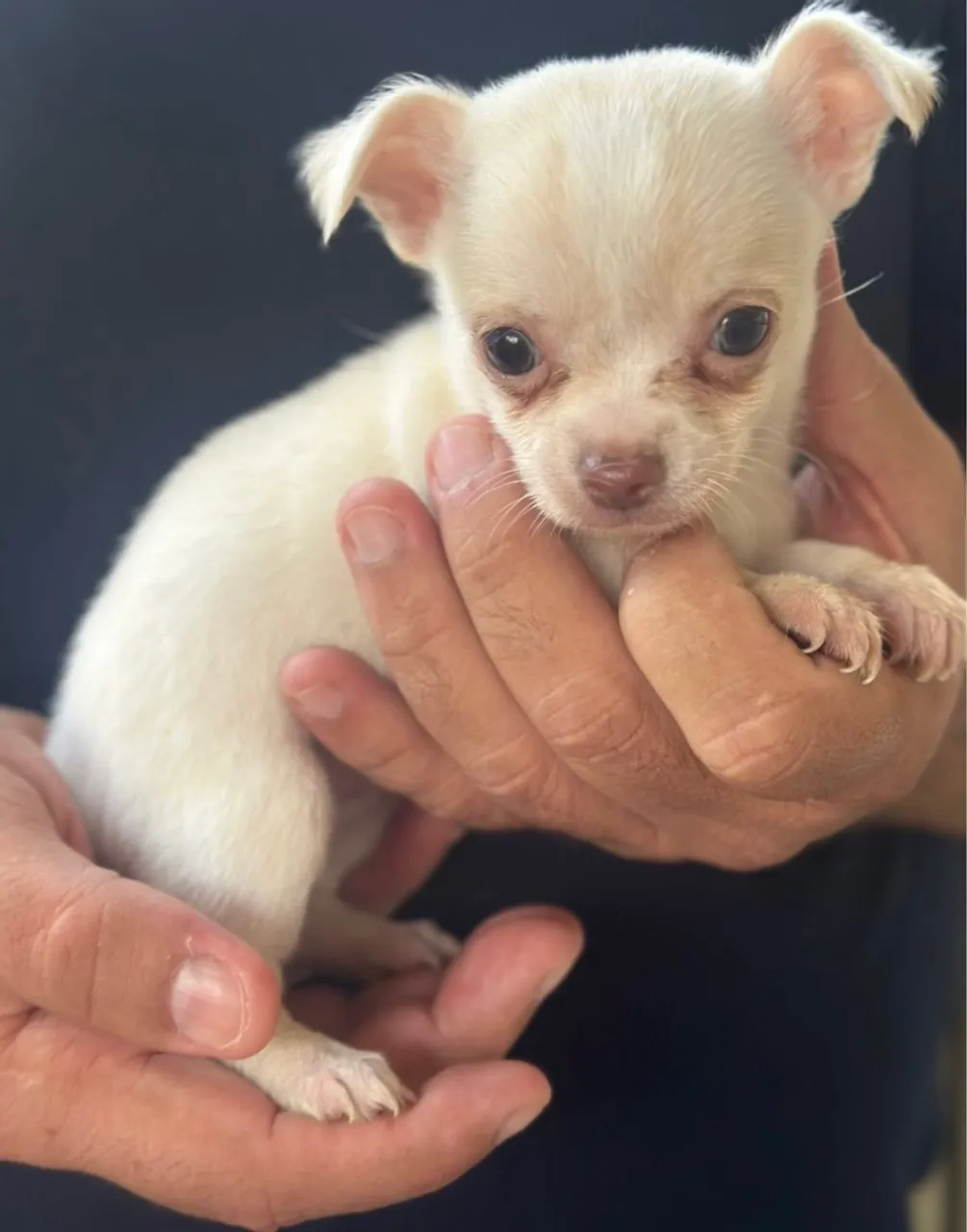 Chihuahua Fêmea