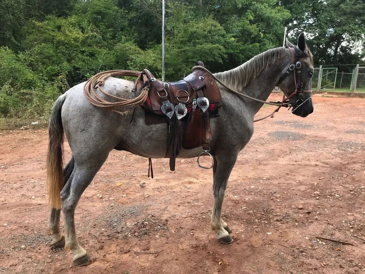 Cavalo Manso - Foto 4