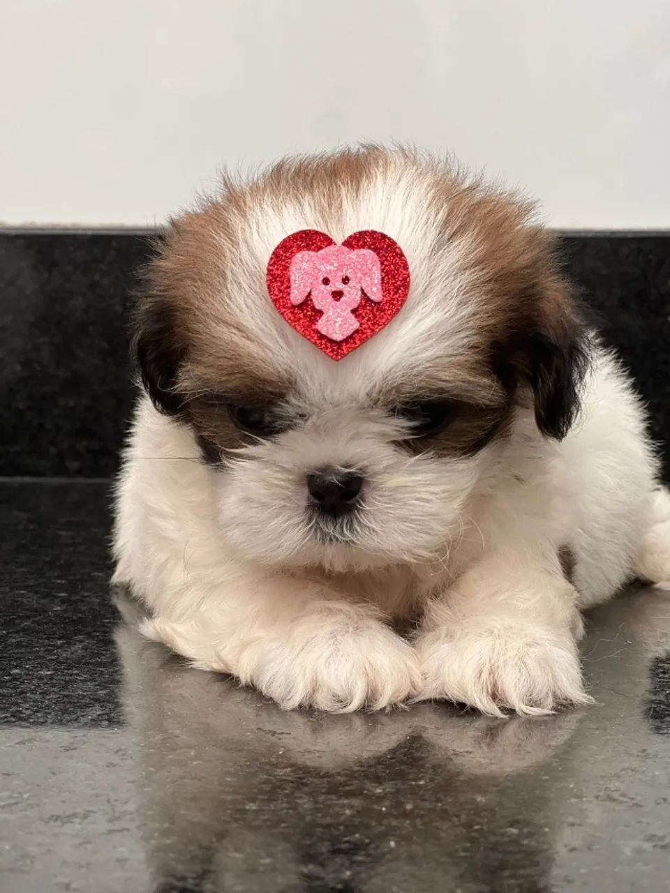lindos bb de shih femea e macho  - Foto 3