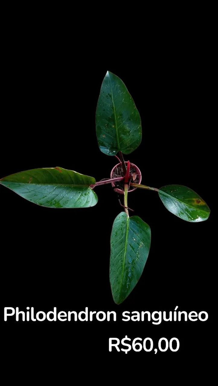 Philodendron sanguíneo 