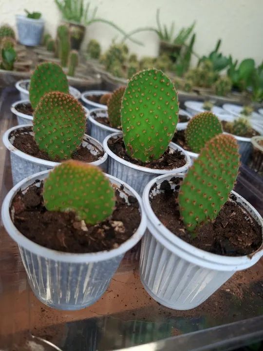 Cactus Opuntia orelha de Mikey ,lembrancinhas para eventos etc...