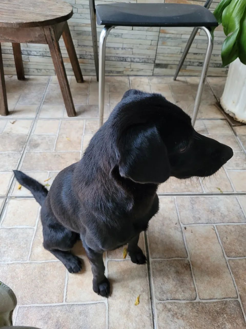 NEGÃO DISPONÍVEL PARA ADOÇÃO RESPONSÁVEL - Foto 3