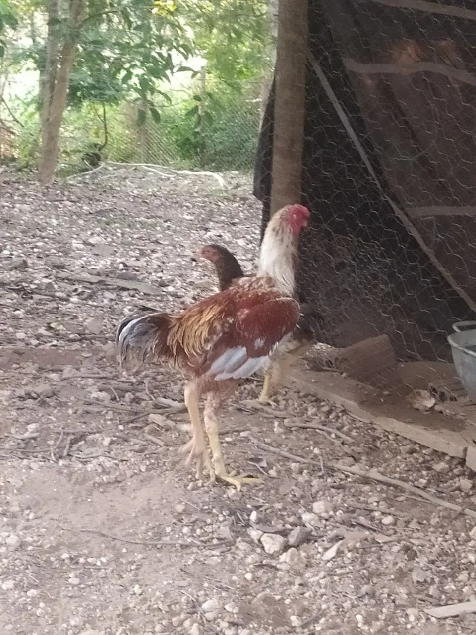 Galinha de raça - disponível para venda
