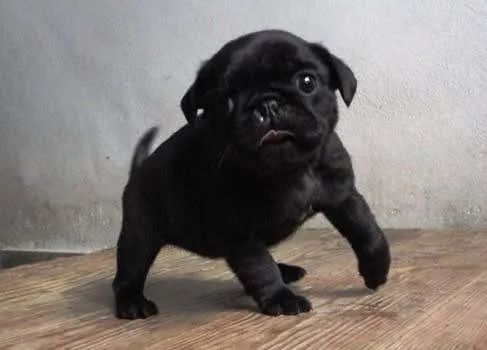 Pug pretinho macho com 86 dias, disponível em loja-Dani