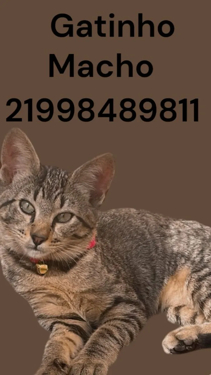 Gatinho filhote