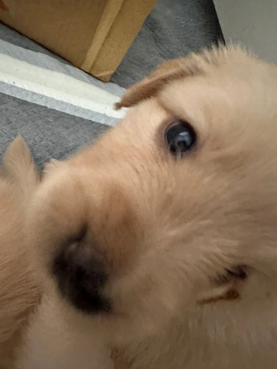 Lindos Filhotes Golden Retriever - Adeus solidão!