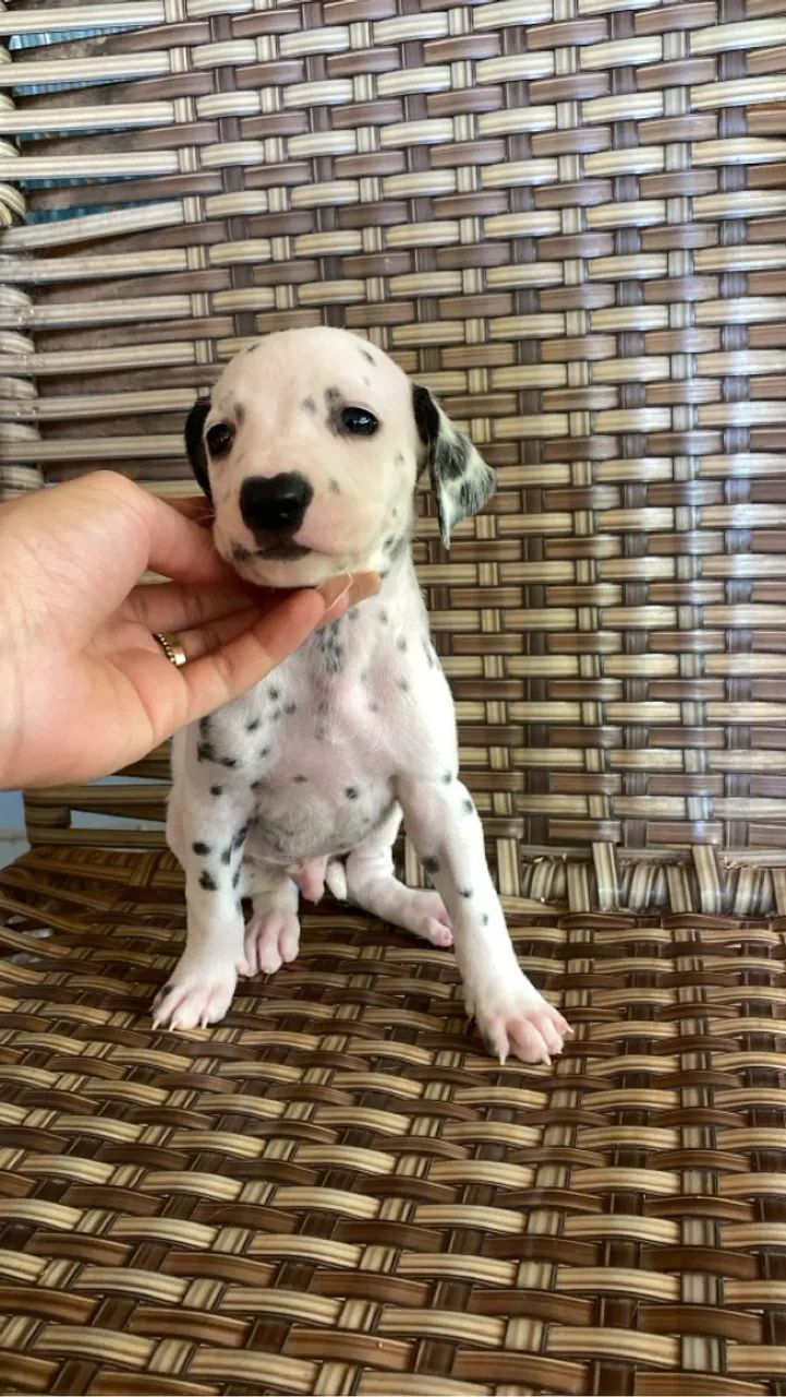 Vendo filhote de dálmatas 45 dias 100% puros  - Foto 4
