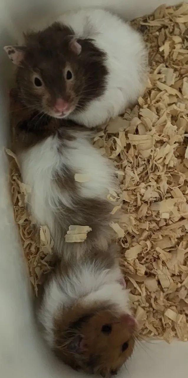 Hamster sírio  - Foto 5