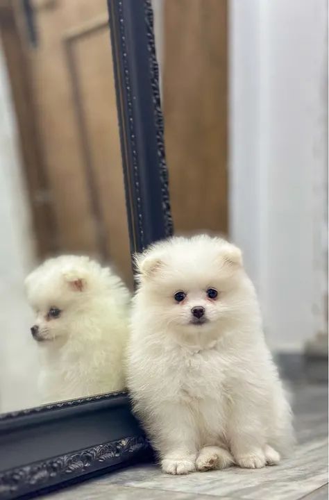 Fêmea de Spitz Alemão - Lulu da Pomerania - Foto 2