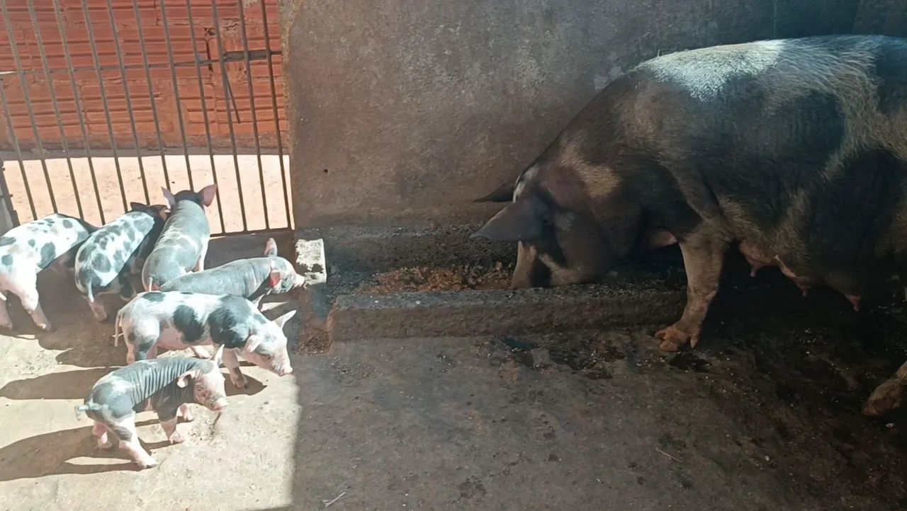 6 leitão e a mãe  - Foto 3