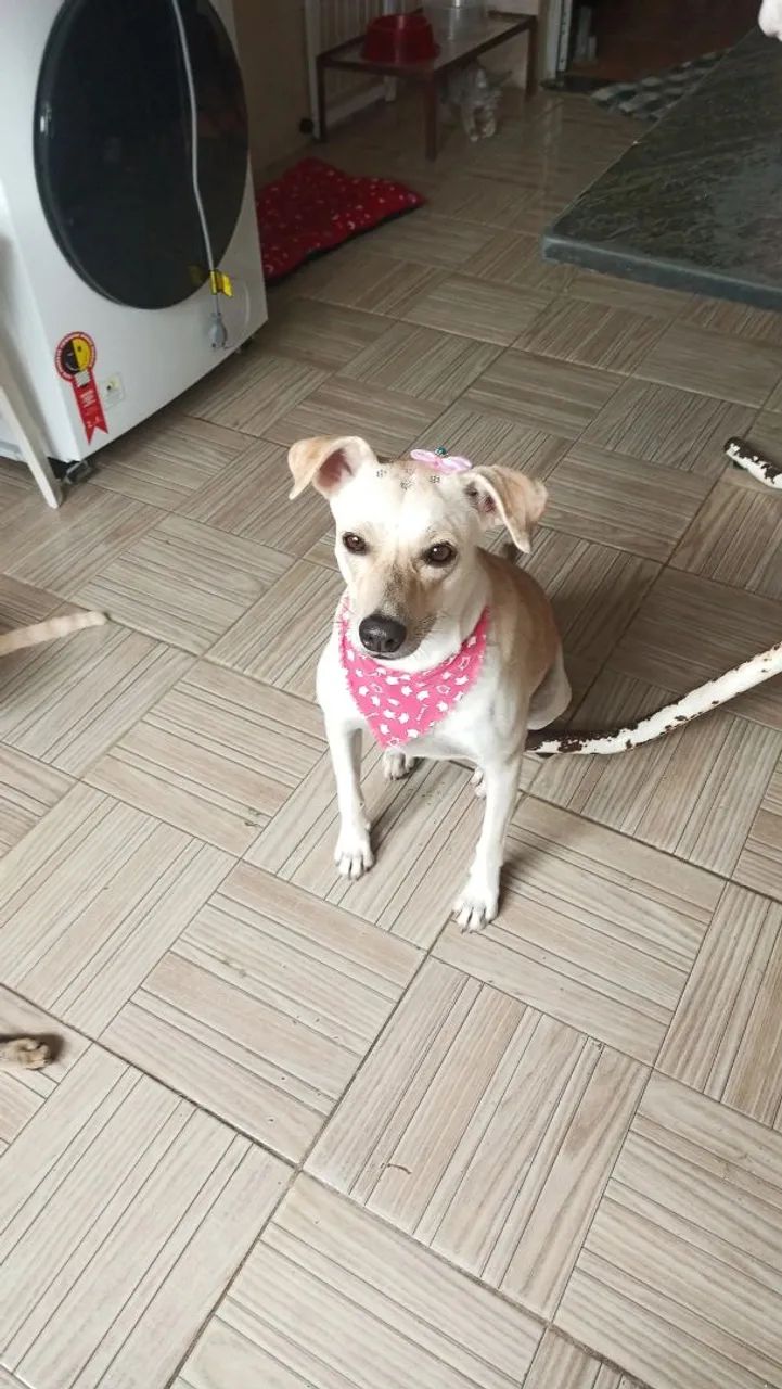 Linda cadela para adoção responsável - Foto 4