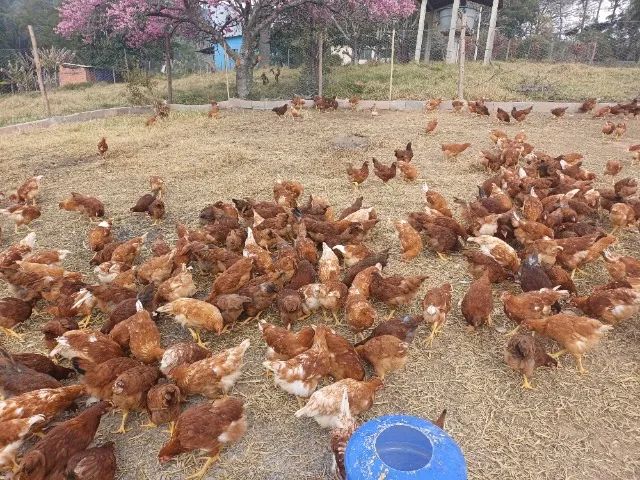 Frangas, isa Brown, e embrapa 051com 85 dias - Foto 4