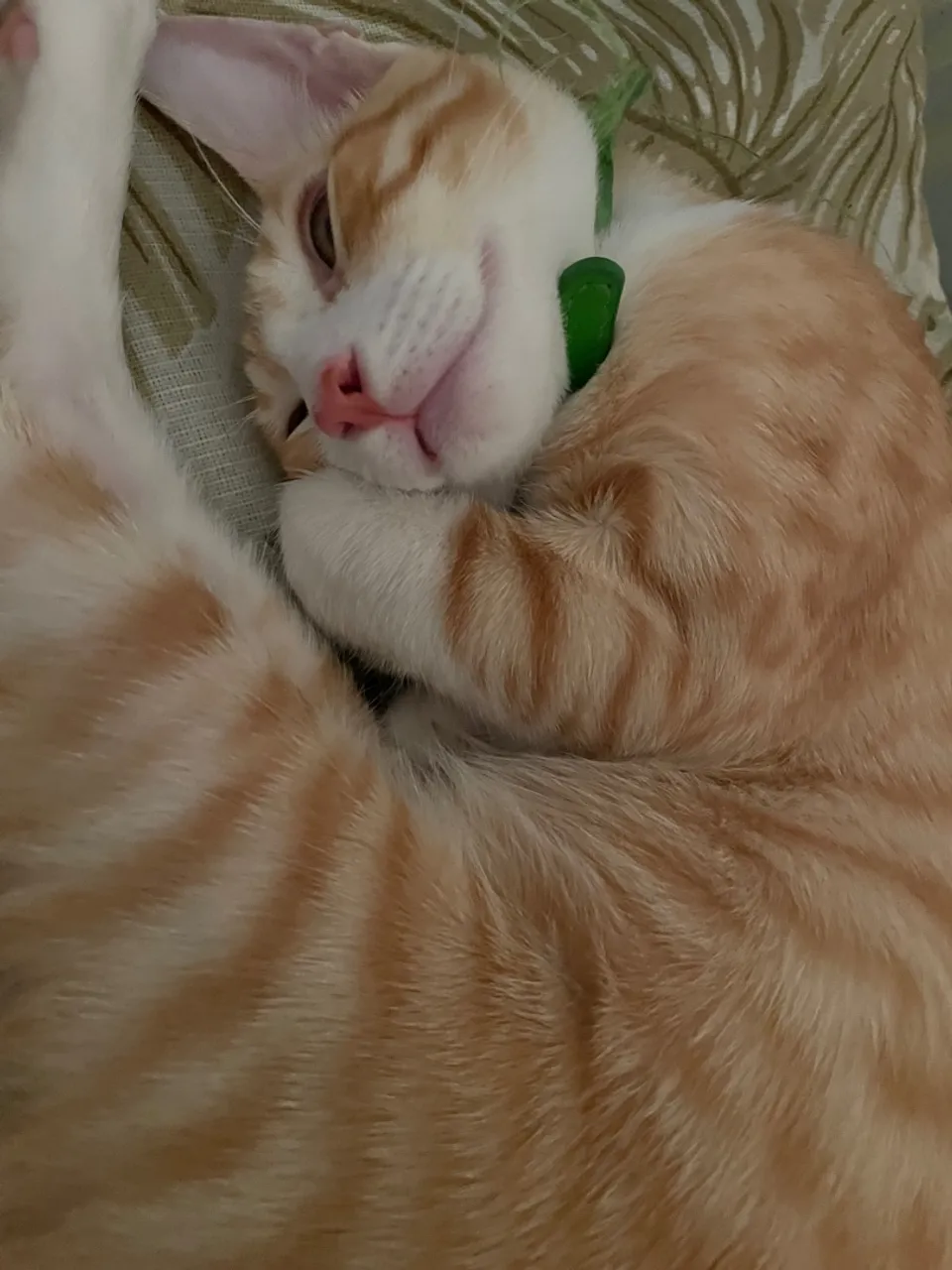 Gatinho Laranjo para doação