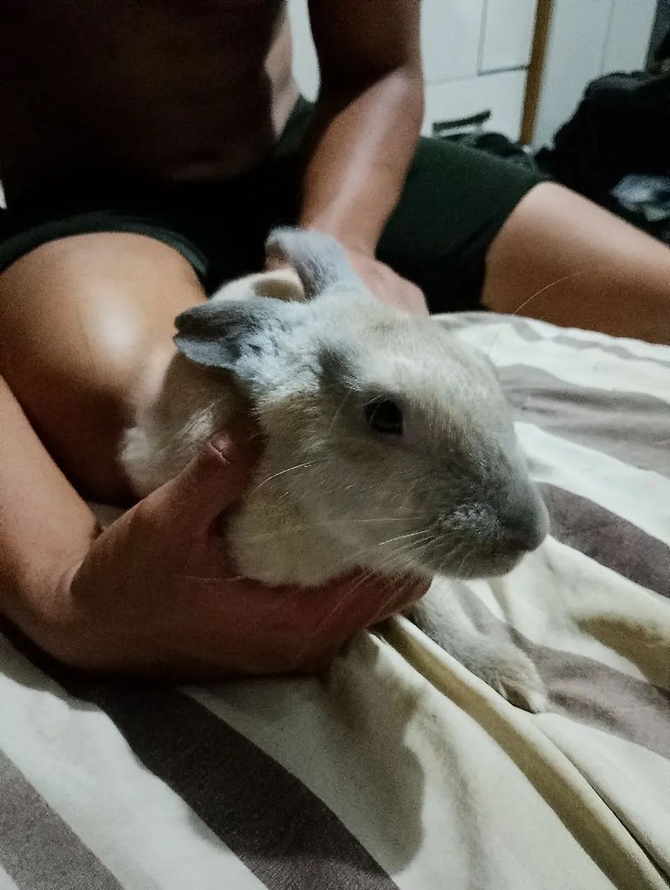 Coelho fofinho para adoção