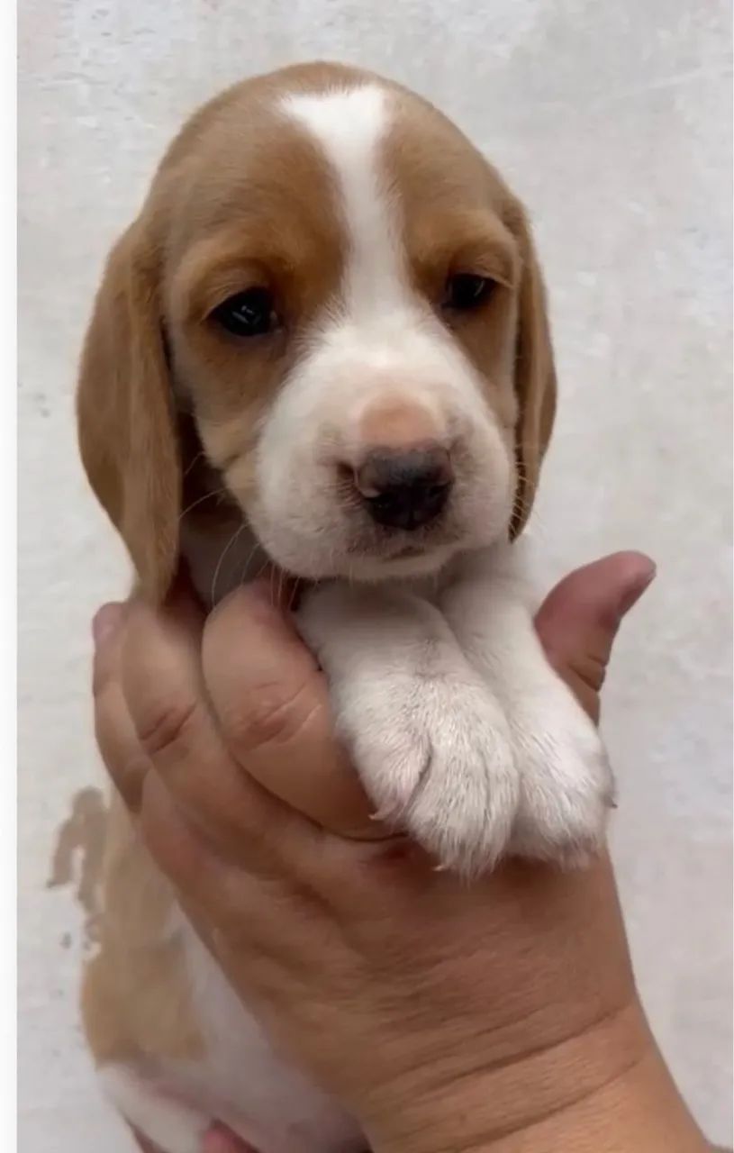 Beagles entregamos  - Foto 2