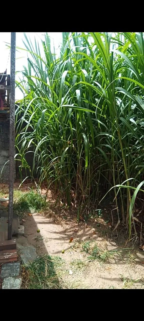 CAPIM ACU,IDEAL PRÁ FAZER SILAGEM, OU ATÉ MESMO OFERECER AOS ANIMAIS, Capim de qualidades - Foto 3