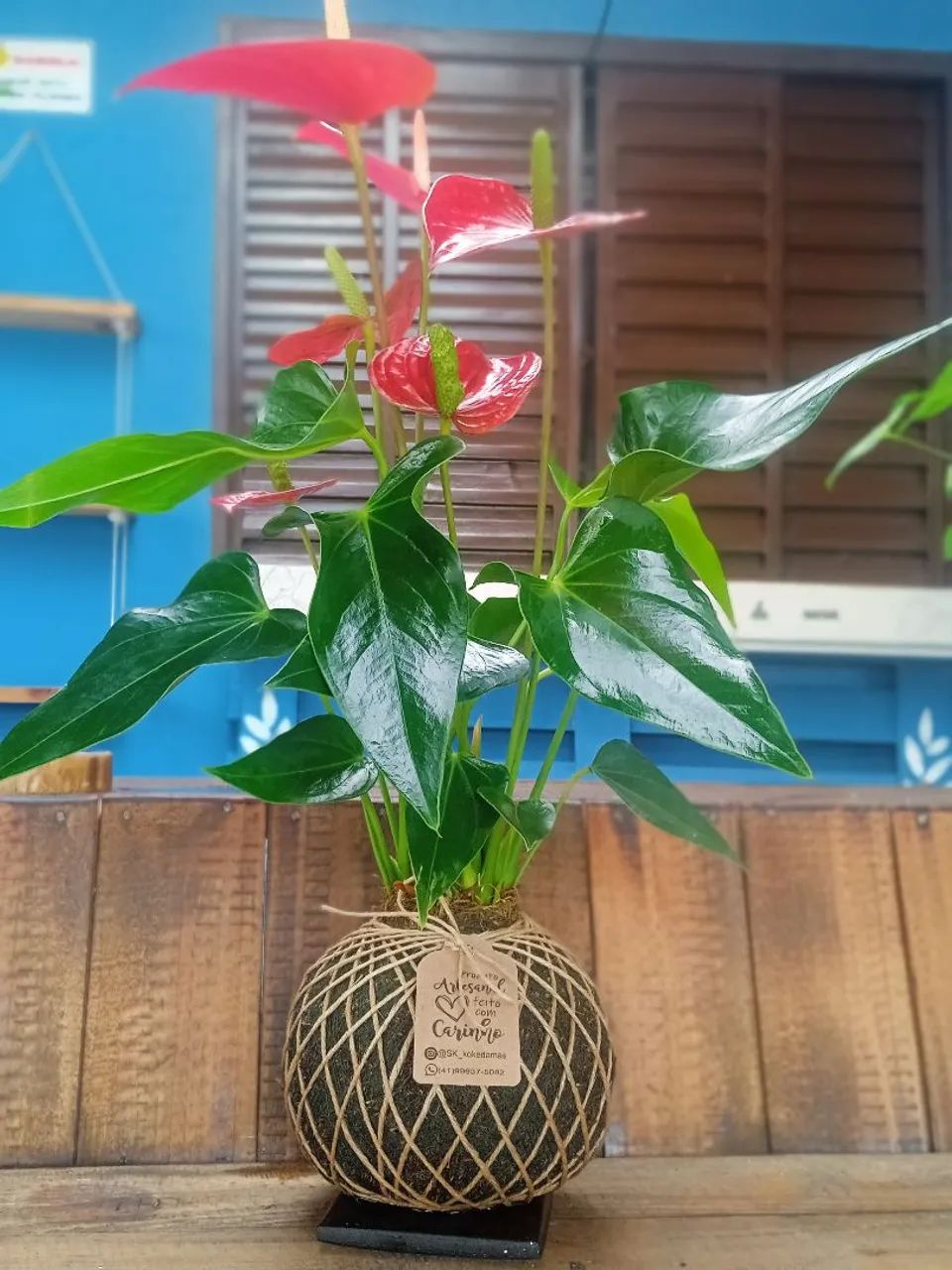 Antúrio em Kokedama - Planta de Interior - Foto 4