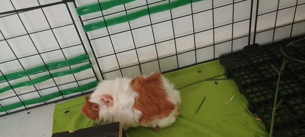 Porquinho da índia fêmeas da raça abssinio. - Foto 2