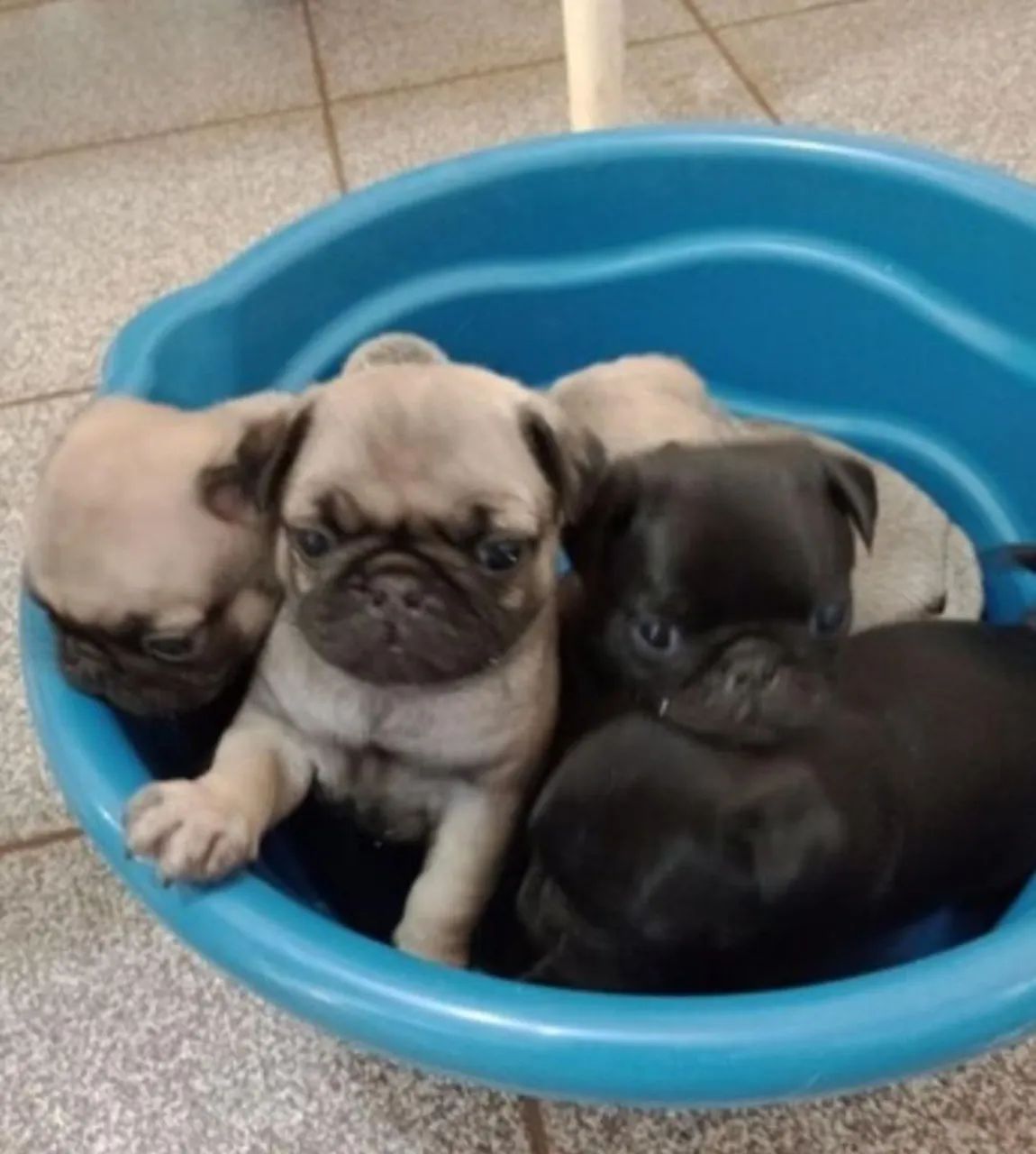 Filhotes de Pug  - Foto 4