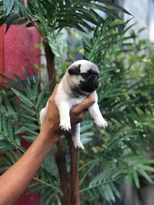 Pug trabalhamos com mais de 20 raças.