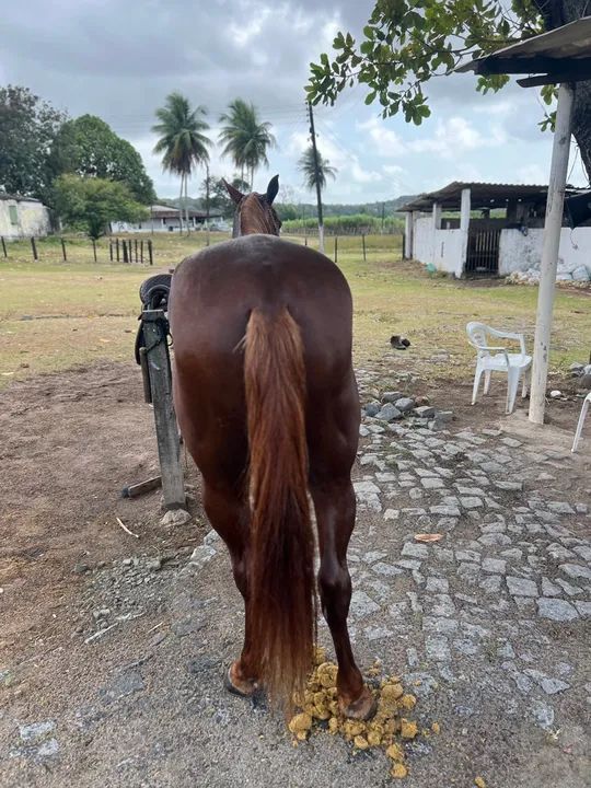 Cavalo Manga larga -  Alazão  - Foto 6