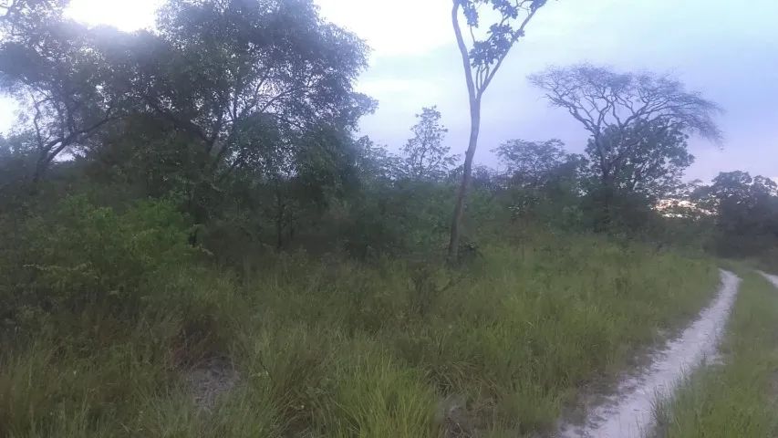 Fazenda de 161 ha (Venda) - Foto 4