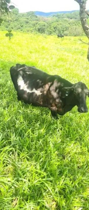 VENDO VACA LEITEIRA - Foto 2