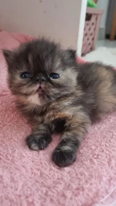 Filhote persa tortie escamada fêmea disponível  - Foto 2