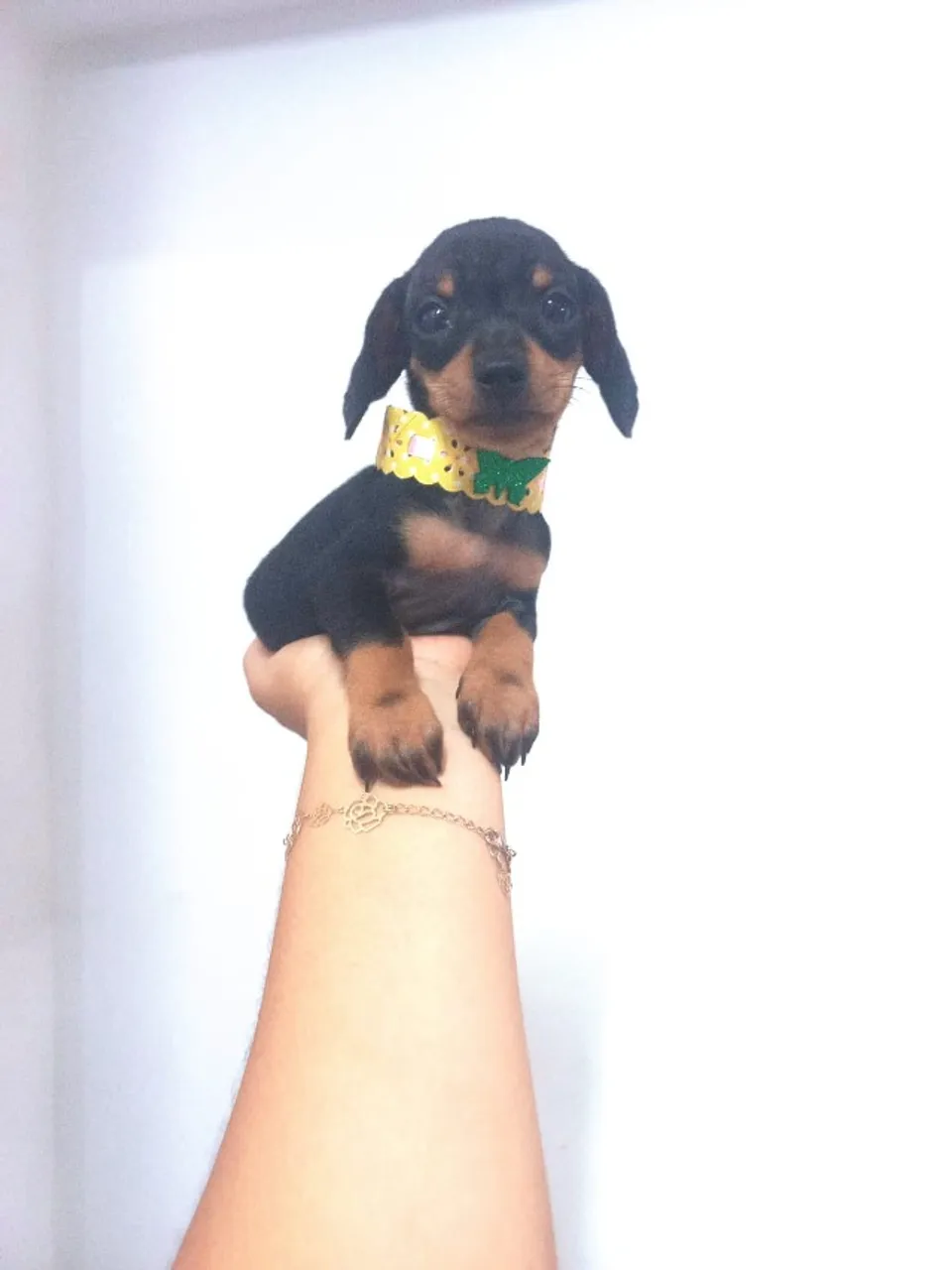 Filhotes de Teckel/salsicha/dachshund