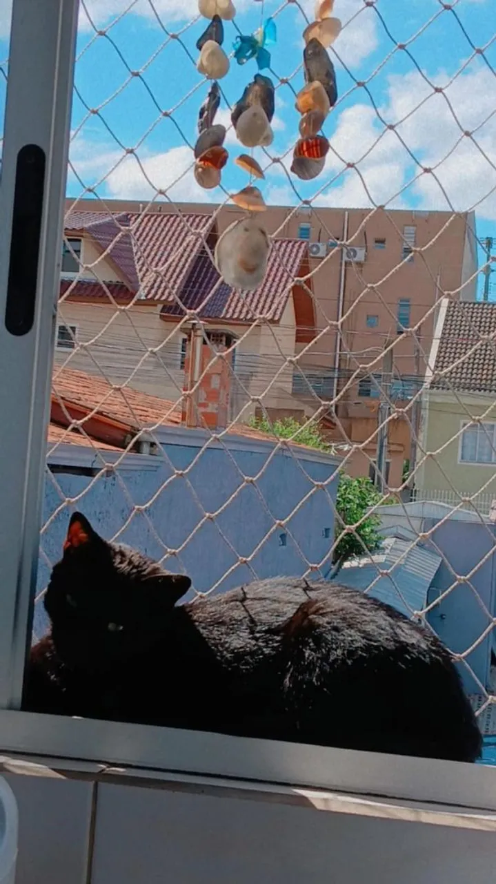Gato preto para adoção(CASTRADO)