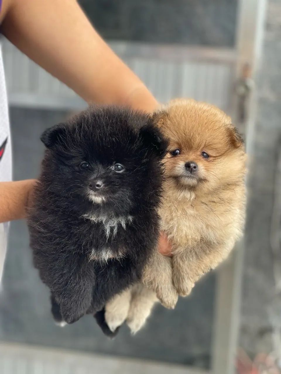 Lulu da Pomerania / Spitz alemão - Foto 3