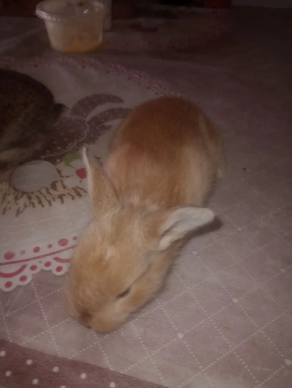 Filhotes de coelhinho  - Foto 3