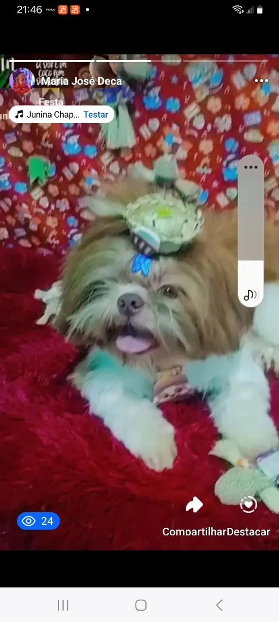 Shih Tzu Filhote - Fofura e Companhia!