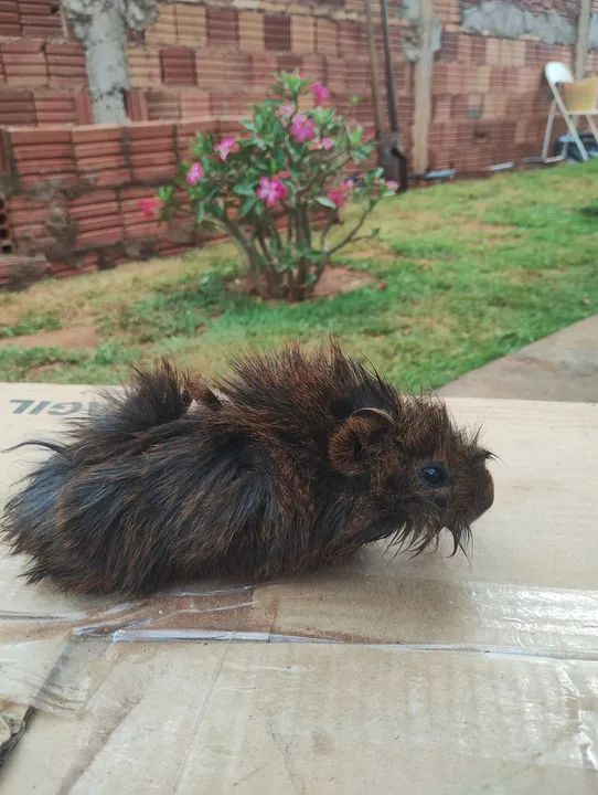 Porquinho da índia macho  - Foto 3