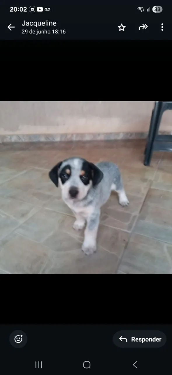 Blue Heeler Boiadeiro Australiano filhote